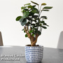 Polyscias 'Fabian' in delft ceramic pot