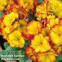 Polyanthus 'Firecracker'