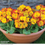 Polyanthus 'Firecracker'