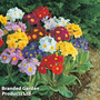 Polyanthus 'Large Flowered Mixed' - Seeds