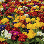 Polyanthus 'Pacific Giants Mix'