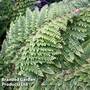 Polystichum setiferum 'Plumosum Densum'