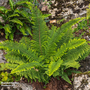 Polystichum proliferum