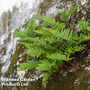 Polypodium vulgare