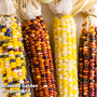 Sweetcorn (Popcorn) 'Fiesta' - Seeds