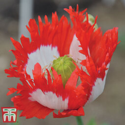 Poppy 'Danish Flag' - Seeds