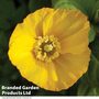 Poppy 'Mongolia' - Seeds