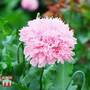 Poppy 'Lilac Pom Pom' - Seeds