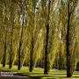 Lombardy Poplar (Hedging)