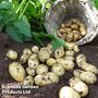 Potato 'Charlotte' (Second Cropping)