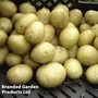Potato 'Maris Peer' (Second Cropping)