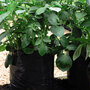 Black/Grey Potato Growing Bags