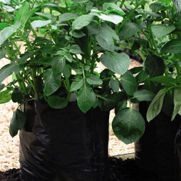 Black/Grey Potato Growing Bags