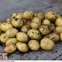 Potato 'Vizelle'