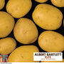 Potato 'Elfe'