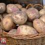 Potato 'Picasso'