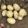 Potato 'Pentland Javelin'