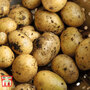 Potato 'Maris Piper'
