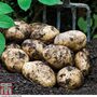 Potato 'Orla'