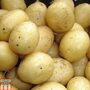 Potato 'Rocket'