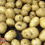 Potato 'Swift'