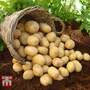 Potato 'Valor'