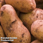 Potato 'International Kidney'