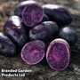 Potato 'Blue Annelise'
