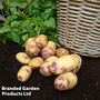 Potato 'Blue Belle'