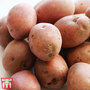 Potato Caledonian Rose
