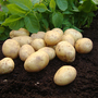 Potato 'Duke of York'