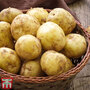 Potato Foremost