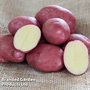 Potato 'Java'