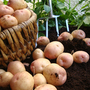 Potato 'Kerrs Pink'