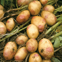 Potato 'King Edward'