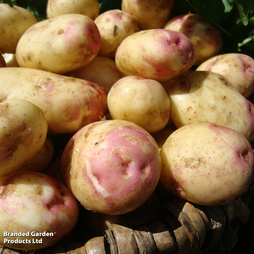 Potato 'King Edward'