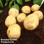 Potato 'Marfona'