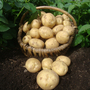 Potato 'Marfona'