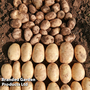 Potato 'Marvel'