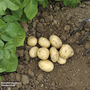 Potato 'Pentland Javelin' (Second Cropping)