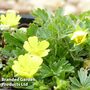 Potentilla neumanniana