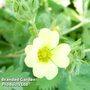 Potentilla recta 'Warrenii'