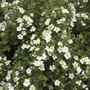 Potentilla fruticosa 'Abbotswood' (Hedging)