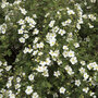 Potentilla fruticosa 'Abbotswood'