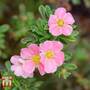 Potentilla fruticosa 'Lovely Pink'