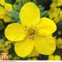 Potentilla fruticosa 'Goldfinger'