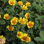 Potentilla atrosanguinea var. argyrophylla