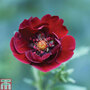 Potentilla thurberi 'Monarch's Velvet'