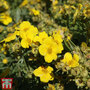 Potentilla fruticosa 'Hachmann's Gigant'