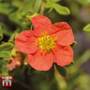 Potentilla fruticosa 'Marian Red Robin'